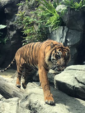 神戸どうぶつ王国に投稿された画像（2020/7/19）