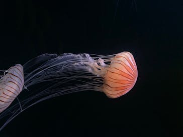 サンシャイン水族館に投稿された画像（2020/7/19）