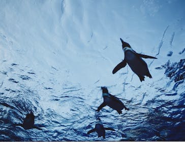 サンシャイン水族館に投稿された画像（2020/7/19）