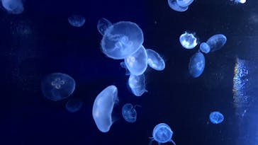 サンシャイン水族館に投稿された画像（2020/7/19）