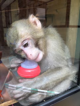 おさるランド＆アニタウン　日光さる軍団劇場に投稿された画像（2020/7/20）