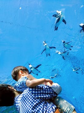 サンシャイン水族館に投稿された画像（2020/7/20）