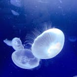 サンシャイン水族館に投稿された画像（2020/7/20）