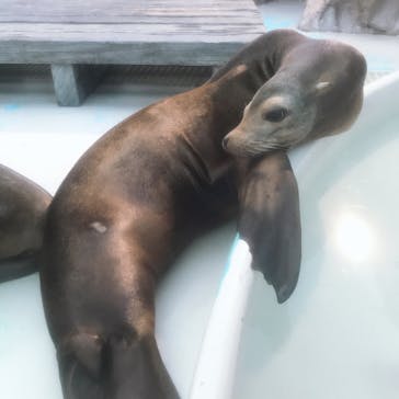 サンシャイン水族館に投稿された画像（2020/7/20）