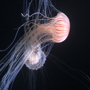 サンシャイン水族館に投稿された画像（2020/7/20）