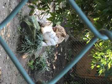 群馬サファリパークに投稿された画像（2020/7/20）