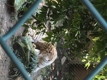 群馬サファリパークに投稿された画像（2020/7/20）