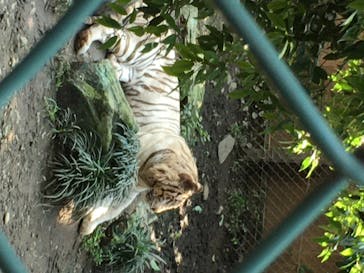 群馬サファリパークに投稿された画像（2020/7/20）