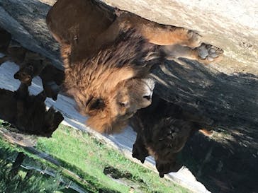 群馬サファリパークに投稿された画像（2020/7/20）