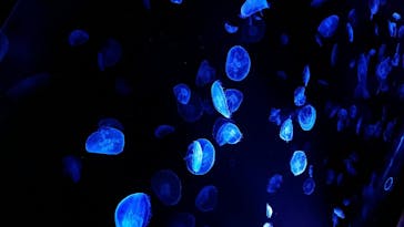 すみだ水族館に投稿された画像（2020/7/20）