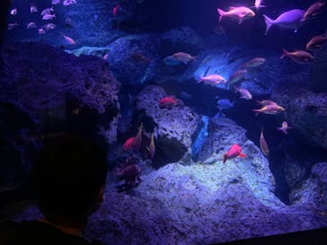 すみだ水族館に投稿された画像（2020/7/20）