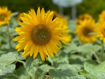 ふなばしアンデルセン公園に投稿された画像（2020/7/20）