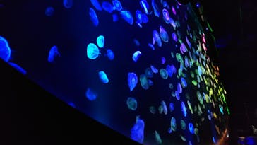 すみだ水族館に投稿された画像（2020/7/20）