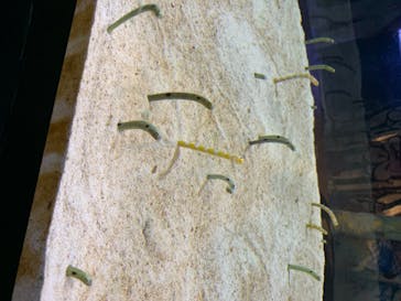 すみだ水族館に投稿された画像（2020/7/20）