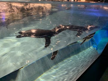 すみだ水族館に投稿された画像（2020/7/20）