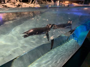 すみだ水族館に投稿された画像（2020/7/20）