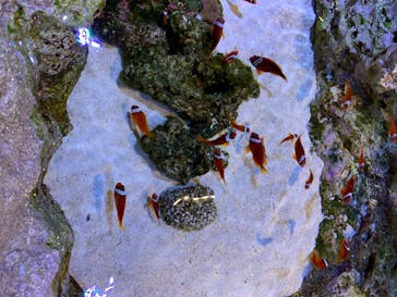 すみだ水族館に投稿された画像（2020/7/20）