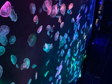 すみだ水族館に投稿された画像（2020/7/20）