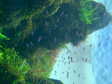 すみだ水族館に投稿された画像（2020/7/20）