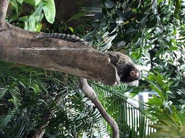 神戸どうぶつ王国に投稿された画像（2020/7/20）