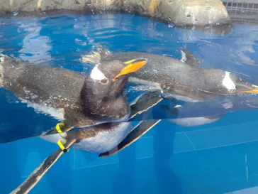 仙台うみの杜水族館に投稿された画像（2020/7/20）