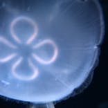 サンシャイン水族館に投稿された画像（2020/7/20）