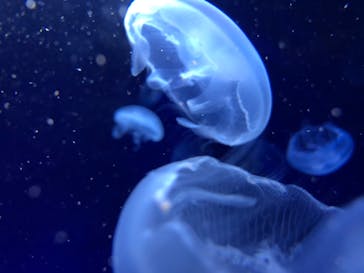 サンシャイン水族館に投稿された画像（2020/7/20）