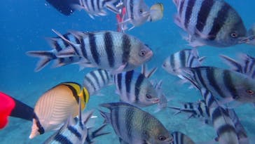 ダイビングショップ Sea Free（シーフリー）に投稿された画像（2020/7/19）