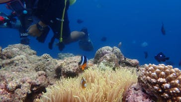 ダイビングショップ Sea Free（シーフリー）に投稿された画像（2020/7/19）