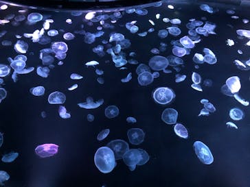 すみだ水族館に投稿された画像（2020/7/20）