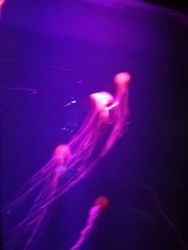 すみだ水族館に投稿された画像（2020/7/21）