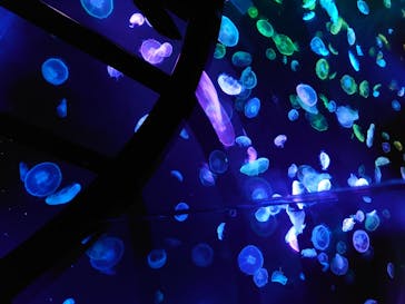 すみだ水族館に投稿された画像（2020/7/21）