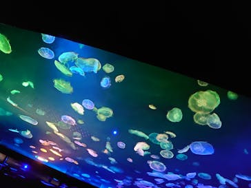 すみだ水族館に投稿された画像（2020/7/21）