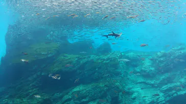 仙台うみの杜水族館に投稿された画像（2020/7/21）