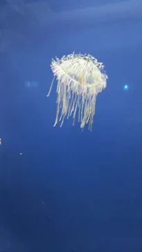 仙台うみの杜水族館に投稿された画像（2020/7/21）