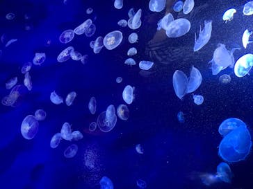 サンシャイン水族館に投稿された画像（2020/7/21）