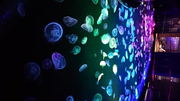 すみだ水族館に投稿された画像（2020/7/21）