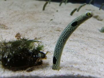 すみだ水族館に投稿された画像（2020/7/21）