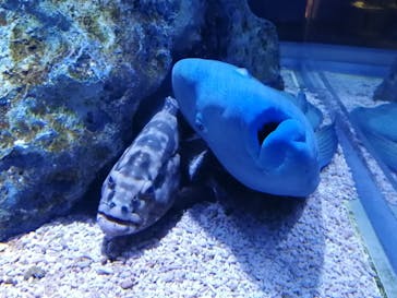 すみだ水族館に投稿された画像（2020/7/21）