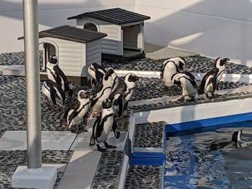 四国水族館に投稿された画像（2020/7/21）