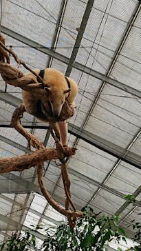 神戸どうぶつ王国に投稿された画像（2020/7/21）