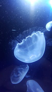 サンシャイン水族館に投稿された画像（2020/7/21）