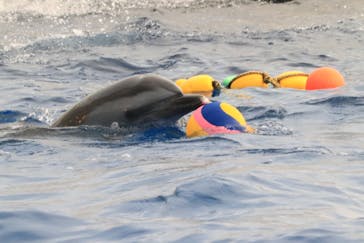 四国水族館に投稿された画像（2020/7/21）