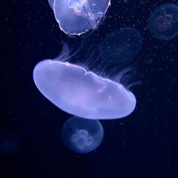 サンシャイン水族館に投稿された画像（2020/7/21）