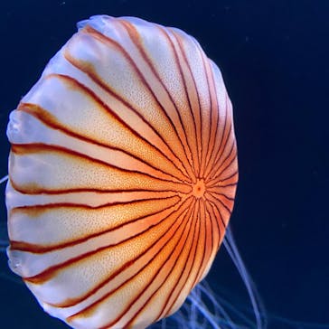 サンシャイン水族館に投稿された画像（2020/7/21）