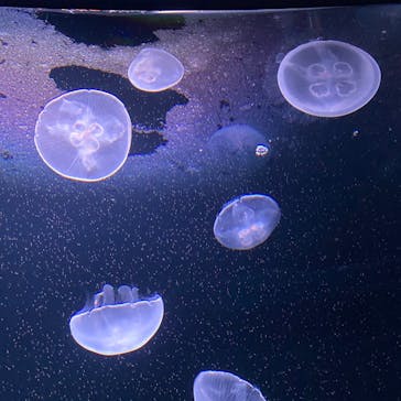 サンシャイン水族館に投稿された画像（2020/7/21）