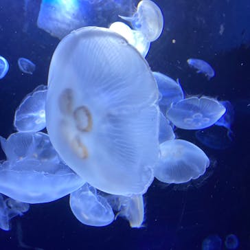 サンシャイン水族館に投稿された画像（2020/7/21）