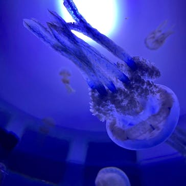 サンシャイン水族館に投稿された画像（2020/7/21）