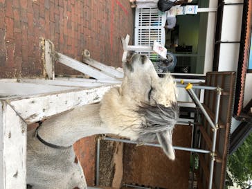 としまえんに投稿された画像（2020/7/21）