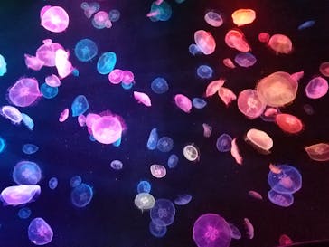 すみだ水族館に投稿された画像（2020/7/22）